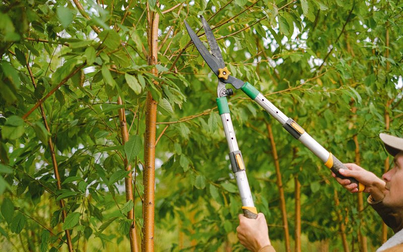 Tree trimming in Forest River, ND